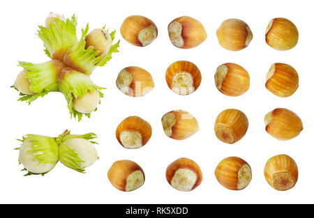 Frisches Wild Wald Haselnüsse (Corylus avellana) Sammlung isoliert auf einem weißen Hintergrund. Nüsse in der Schale. Organische filbert isoliert. Stockfoto