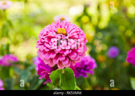 Blumen von Zinnia (Zinnia violacea Cav.). Floral background. Gemeinsame Zinnia. Zinnia elegans. Garten Blumen. Stockfoto