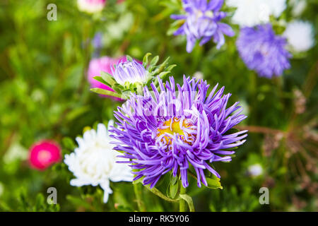 Europäischen Kamille Michaelmas (Aster amellus). Aster. Bunte Blume aster Nahaufnahme. Natur. Blumenstrauß aus blühenden Callistephus chinensis. Stockfoto