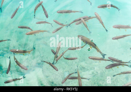Fische in den transparenten Gewässern des Nationalparks Plitvicer Seen (UNESCO-Weltkulturerbe) in Kroatien Stockfoto
