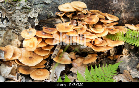 Honig agaric. eine Menge Honig agaric wächst auf einem alten Baum im Wald Stockfoto