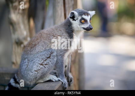 Lemur im Park Stockfoto