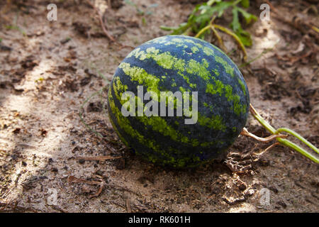 Wassermelone (Citrullus lanatus) wächst im Gemüsegarten in der Sonne leuchtet Stockfoto