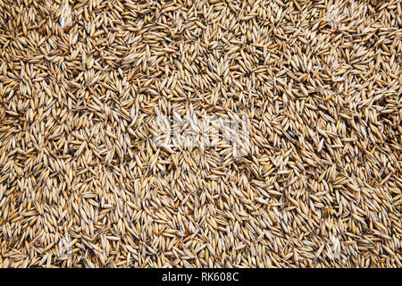 Ungeschälte oat seeds Hintergrund. Draufsicht auf die gesunde Ernährung. Stockfoto