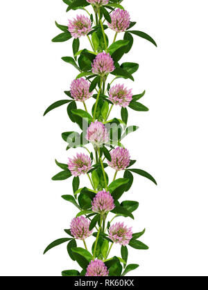 Pink clover Blumen Linie nahtlose Muster isoliert auf weißem Stockfoto