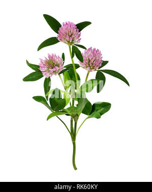 Pink clover blumen blumenstrauss isoliert auf weißem Stockfoto