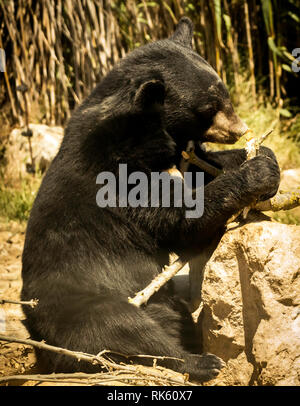 Ein schwarzer Bär Stockfoto