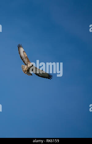 Mäusebussard (Buteo buteo) Segelfliegen vor blauem Himmel. Hochfliegende auf einem thermischen auf dem Blick heraus für Lebensmittel Stockfoto