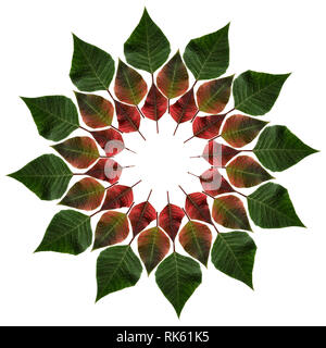 Grüne und rote Blätter vom Weihnachtsstern im isoliert auf weißem Kreis Stockfoto