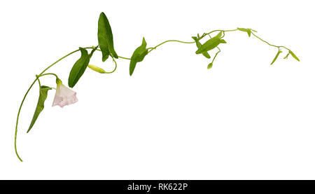 Bindweed Zweig mit grünen Blättern und rosa Blume isoliert auf weißem Stockfoto