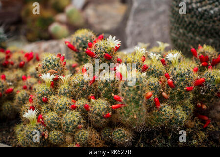 Gemeinsame Kakteen Mammillaria prolifera mit Blumen und rote Früchte. Stockfoto