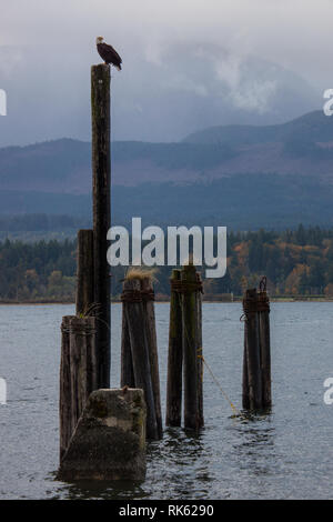 Denman Island, Northern Gulf Islands, British Columbia, Kanada Stockfoto