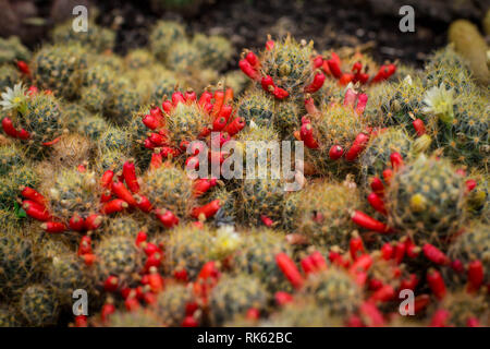 Gemeinsame Kakteen Mammillaria prolifera mit Blumen und rote Früchte. Stockfoto