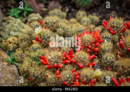 Gemeinsame Kakteen Mammillaria prolifera mit Blumen und rote Früchte. Stockfoto