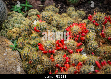 Gemeinsame Kakteen Mammillaria prolifera mit Blumen und rote Früchte. Stockfoto