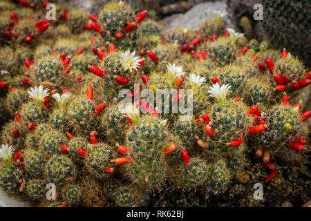 Gemeinsame Kakteen Mammillaria prolifera mit Blumen und rote Früchte. Stockfoto