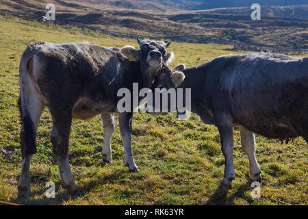 Zwei Kühe in Südtirol Stockfoto