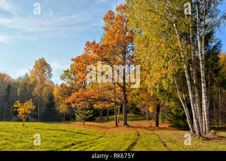 Warme Herbst Landschaft in einem Wald, die Sonne wirft schöne Lichtstrahlen durch die Nebel und Bäume Stockfoto