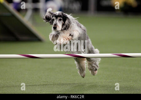 New York, USA. 09 Feb, 2019. New York, USA. 09 Feb, 2019. Westminster Dog Show - Herbst, ein englischer Cocker Spaniel, konkurrieren in der Vorrunde der Westminster Kennel Club Master Agility Meisterschaft. Quelle: Adam Stoltman/Alamy leben Nachrichten Stockfoto