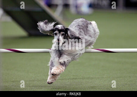 New York, USA. 9. Feb 2019. Herbst, ein englischer Cocker Spaniel, in der Vorrunde der Westminster Kennel Club Master Agility Meisterschaft konkurrieren. Quelle: Adam Stoltman/Alamy leben Nachrichten Stockfoto