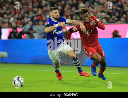 München, Deutschland. 9 Feb, 2019. Bayern München Kingsley Coman (R) Mias mit Schalke 04 die Daniel Caligiuri während eines Deutschen Bundesligaspiel zwischen Bayern München und der FC Schalke 04, in München, Deutschland, Jan. 9, 2019. Bayern München gewann 3-1. Credit: Philippe Ruiz/Xinhua/Alamy leben Nachrichten Stockfoto