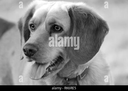 Labor Beagle Mix in Schwarz und Weiß Stockfoto