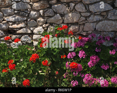 Rot und rosa Blumen unter einem Stein Wand in einem griechischen Dorf Stockfoto