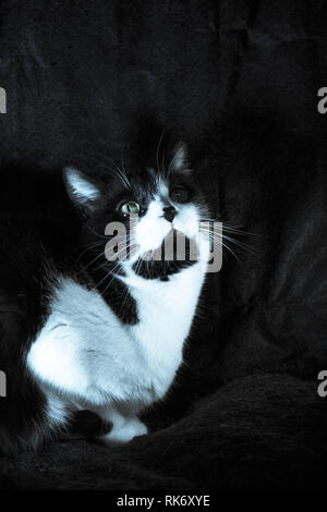 Schwarze und weiße Katze mit Feline immunodeficiency Stockfoto