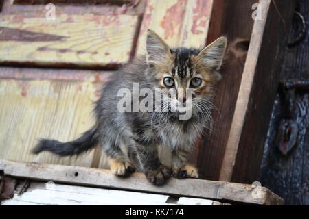 Straße Kätzchen und kaltes Wetter Stockfoto