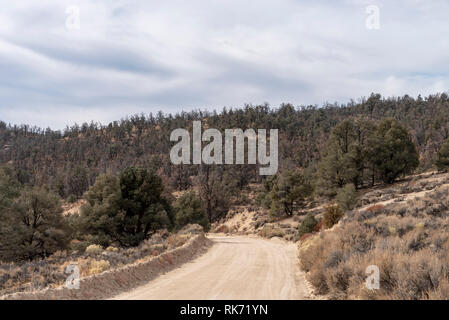 Piste in Wald mit Bäumen und Pinsel führende unter einem bewölkten Himmel. Stockfoto