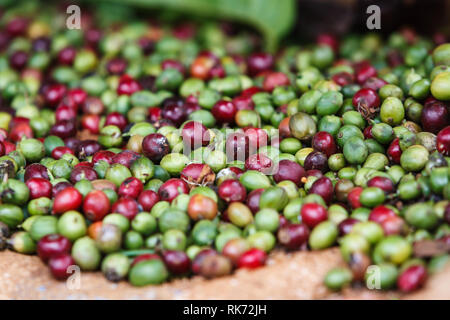 Nahaufnahme von Kaffeebohnen auf einer Plantage im zentralen Hochland von Vietnam in der Nähe von Dalat. Kaffee ist eine der Provinzen wichtigsten Exporte. Stockfoto