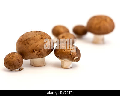 Champignon Pilze mit einem braunen Kappe Stockfoto