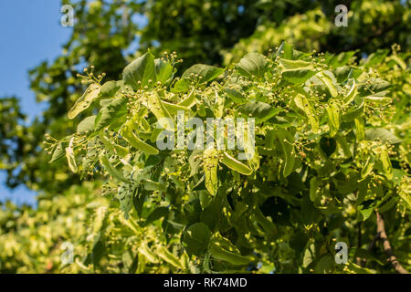 Blätter und unreife Früchte auf dem Kalk/Tilia Baum Stockfoto