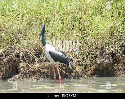 Wild black-necked Stork waten entlang der grasigen Ufer im Corroboree Billabong im Northern Territory von Australien Stockfoto