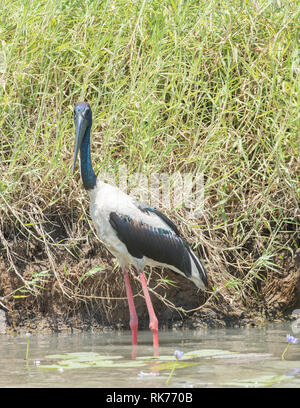 Wild black-necked Stork waten entlang der grasigen Ufer im Corroboree Billabong im Northern Territory von Australien Stockfoto