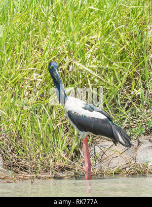 Wild black-necked Stork waten entlang der grasigen Ufer im Corroboree Billabong im Northern Territory von Australien Stockfoto