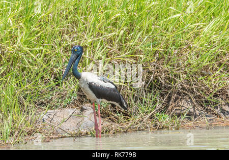 Wild black-necked Stork waten entlang der grasigen Ufer im Corroboree Billabong im Northern Territory von Australien Stockfoto