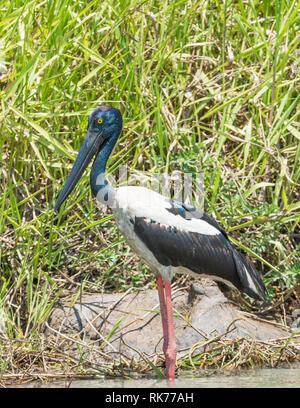 Wild black-necked Stork waten entlang der grasigen Ufer im Corroboree Billabong im Northern Territory von Australien Stockfoto