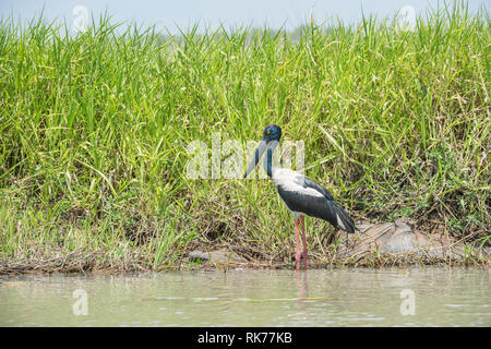 Wild black-necked Stork waten entlang der grasigen Ufer im Corroboree Billabong im Northern Territory von Australien Stockfoto