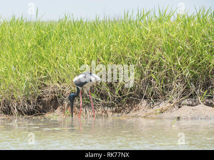 Wild black-necked Stork waten entlang der grasigen Ufer im Corroboree Billabong im Northern Territory von Australien Stockfoto