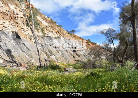 Wildblumen unter Felsen in Coalseam Conservation Park Stockfoto