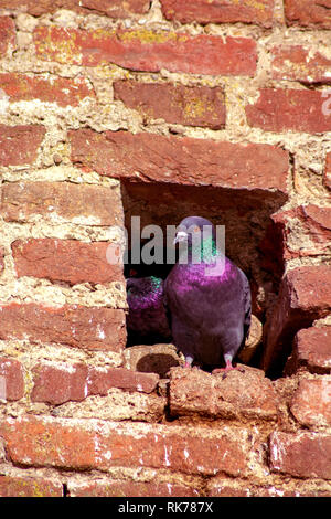 Konzept der Natur. Dove Nest in der Stadtmauer von Ulm Stockfoto