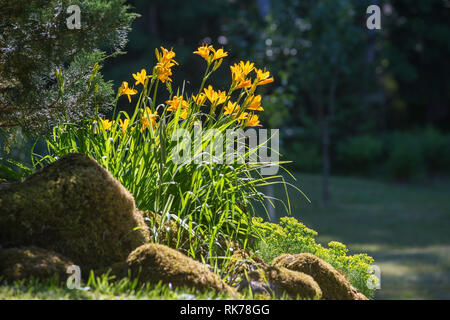 Blühende Daylily Blumen - Hemerocallis Blume, Nahaufnahme in den sonnigen Tag. Die Schönheit der Blumen. Soft Focus Stockfoto