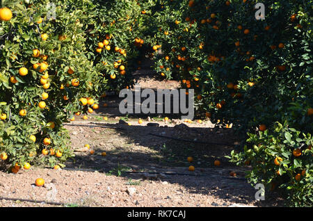 Orangen links voneinander getrennt in den Bäumen und in den Boden, aus der die Auswirkungen der 2019 Zitrusfrüchte Krise in Valencia, Spanien Stockfoto