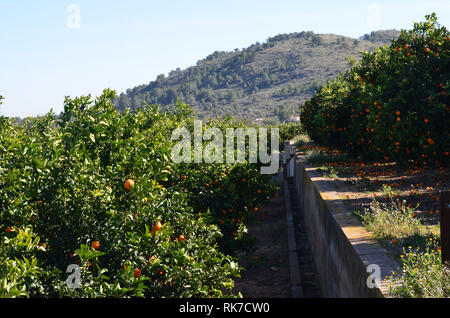 Orangen links voneinander getrennt in den Bäumen und in den Boden, aus der die Auswirkungen der 2019 Zitrusfrüchte Krise in Valencia, Spanien Stockfoto