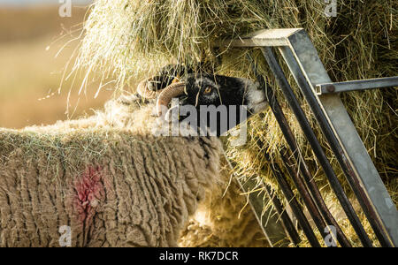 Swaledale Ewe im Winter Fütterung mit Heu von einem hayrack. Swaledale Schafe sind native North Yorkshire. Landschaft. Stockfoto