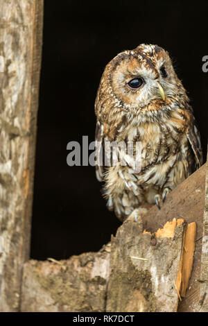 Tawny Owl (Wissenschaftlicher Name: Strix aluco) Single Waldkauz im natürlichen Lebensraum auf alte Scheune Tür mit dunklem Hintergrund thront. Vertikale Stockfoto