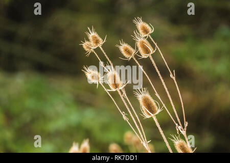 Teasels sind ein beliebtes Essen für viele Vogelarten, darunter der Stieglitz. Dipsacus ist eine Gattung der blühenden Pflanze in der Familie Caprifoliaceae. Landschaft Stockfoto