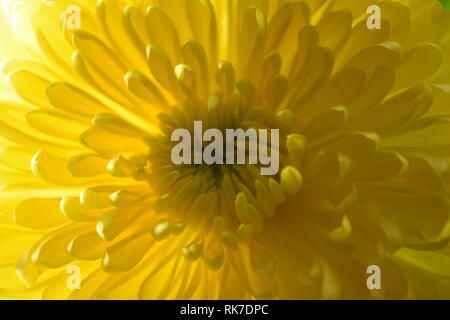 Gelbe Chrysanthemen Stockfoto