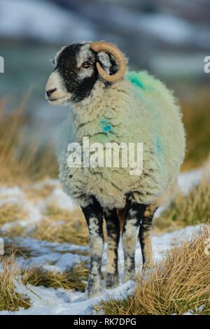 Swaledale ewe mit Curly Hörner bei schnee, winter Szene. Nach vorne zeigt. Vertikale. Swaledale sind eine Rasse, die in North Yorkshire. Stockfoto